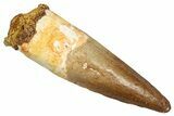 Fossil Spinosaurus Tooth - Real Dinosaur Tooth #357477-1